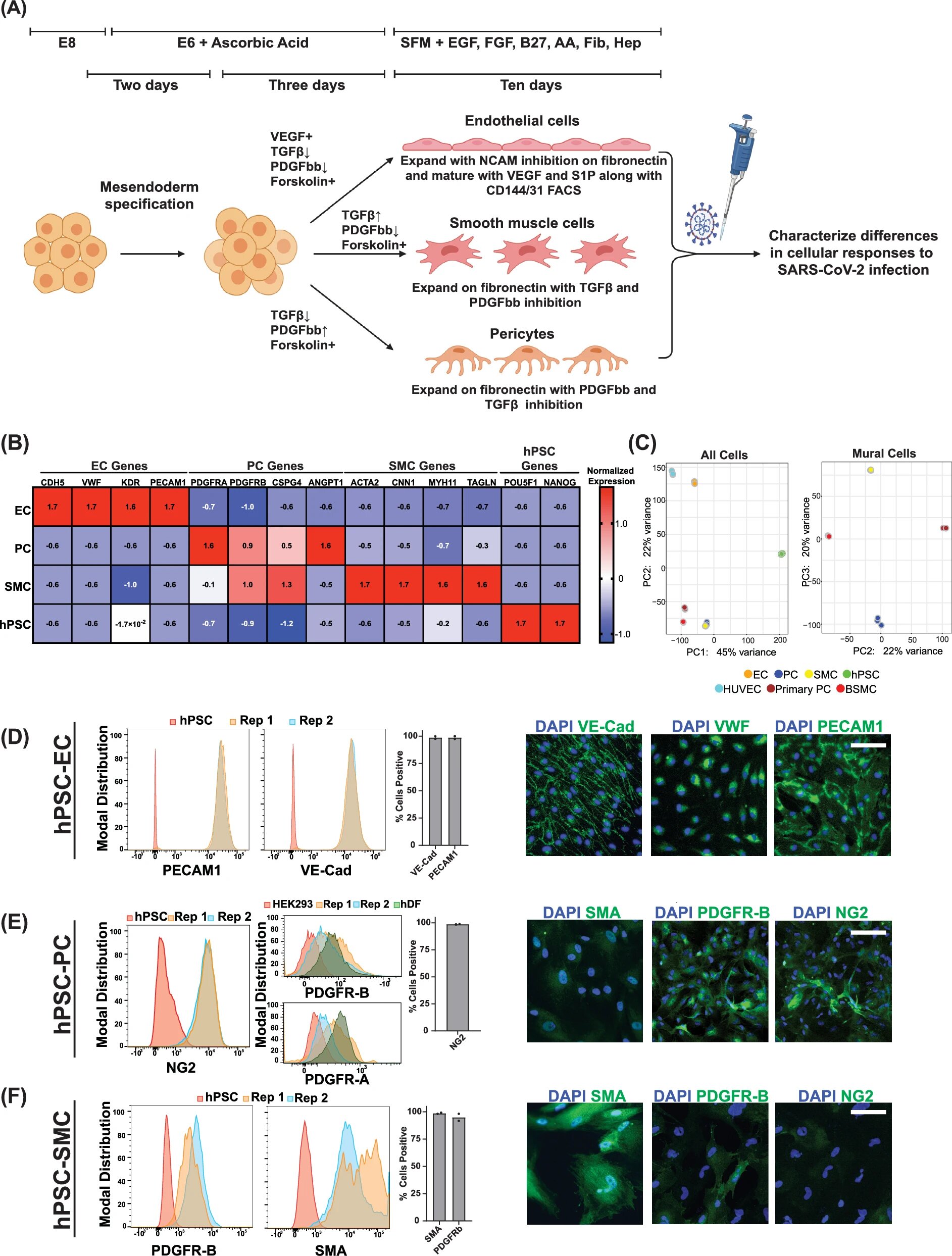 How COVID-19 Impacts Blood Vessels