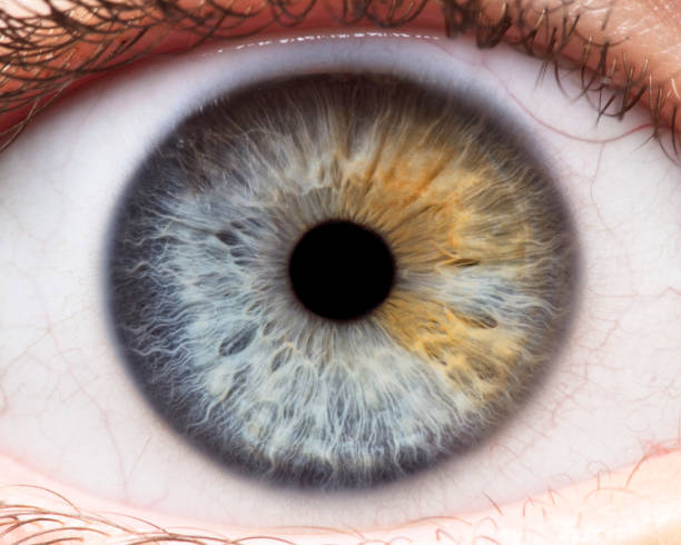 Pupil Fluctuations Reveal How the Brain Organizes Memory During Sleep