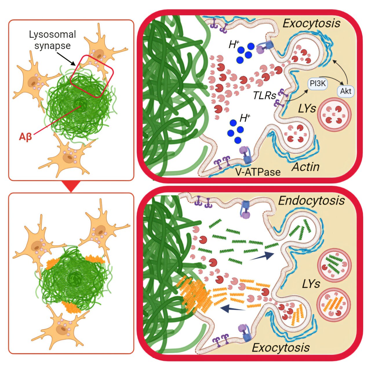 Microglia Utilize “Digestive Exophagy” to Combat Alzheimer’s Plaques