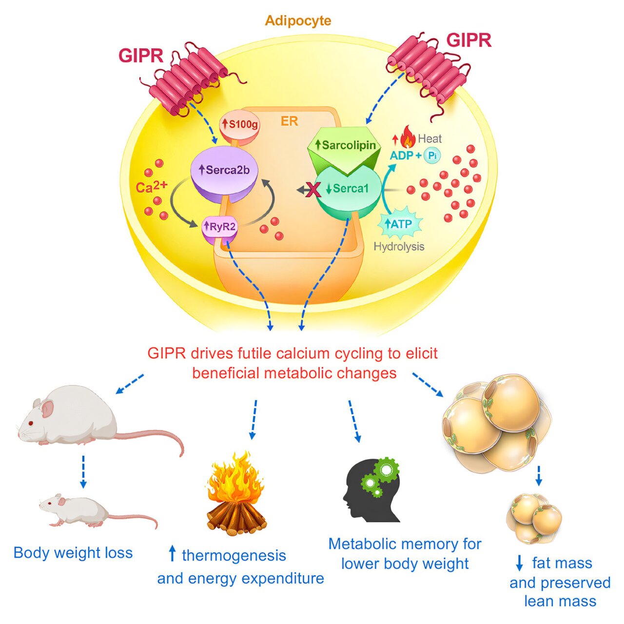 New Target for Obesity Treatment Discovered