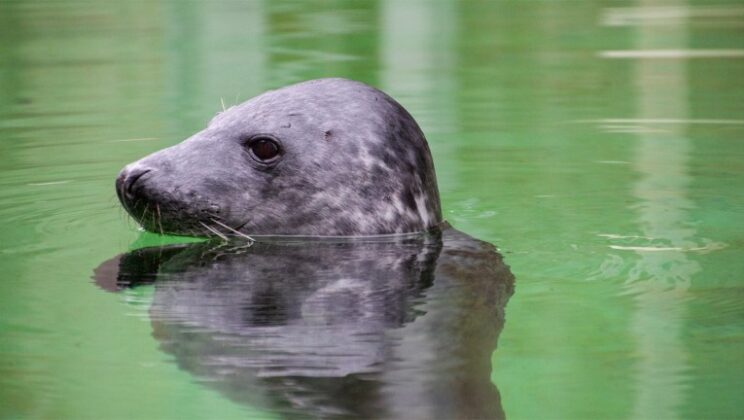 Study Reveals How Gray Seals Avoid Drowning
