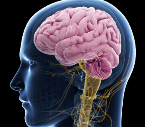 Human-Specific Genes Drive Brain Evolution, Study Finds