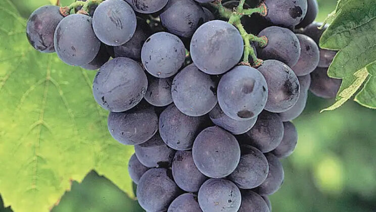 Sniffing Out Vineyard Villains: How Dogs and Chemistry Are Teaming Up to Save Grapes from Destructive Fungus