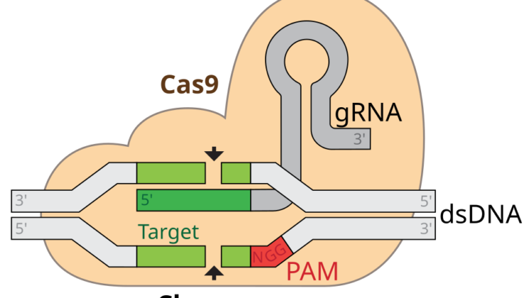 CRISPR and Gene Editing: Rewriting Life Itself