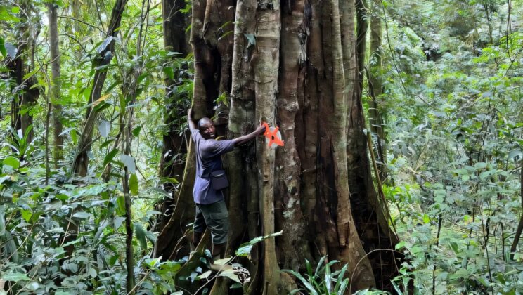 Scientists Discover a Majestic New Tree Species in Tanzania