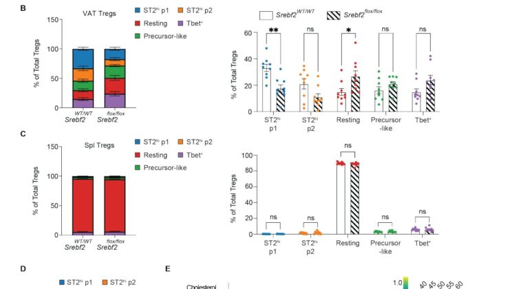 The Surprising Connection Between the Immune System and Obesity