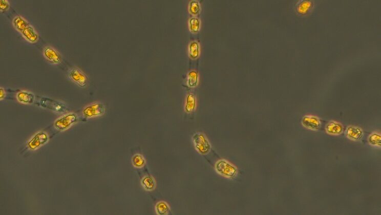 7,000-Year-Old Algae Resurrected from Baltic Sea Depths