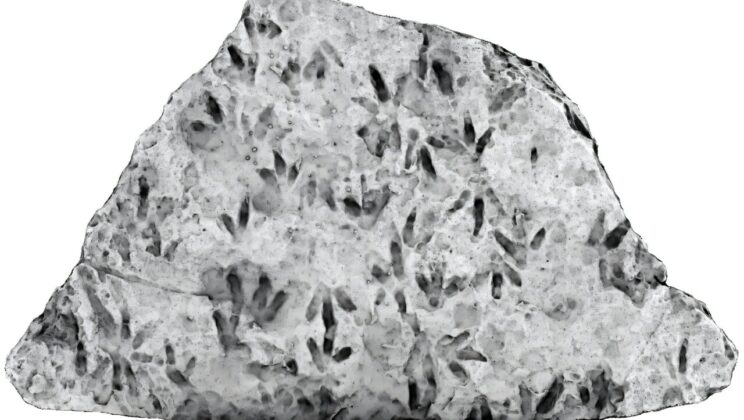 Dinosaur Footprints Discovered in Australian School After 20 Years