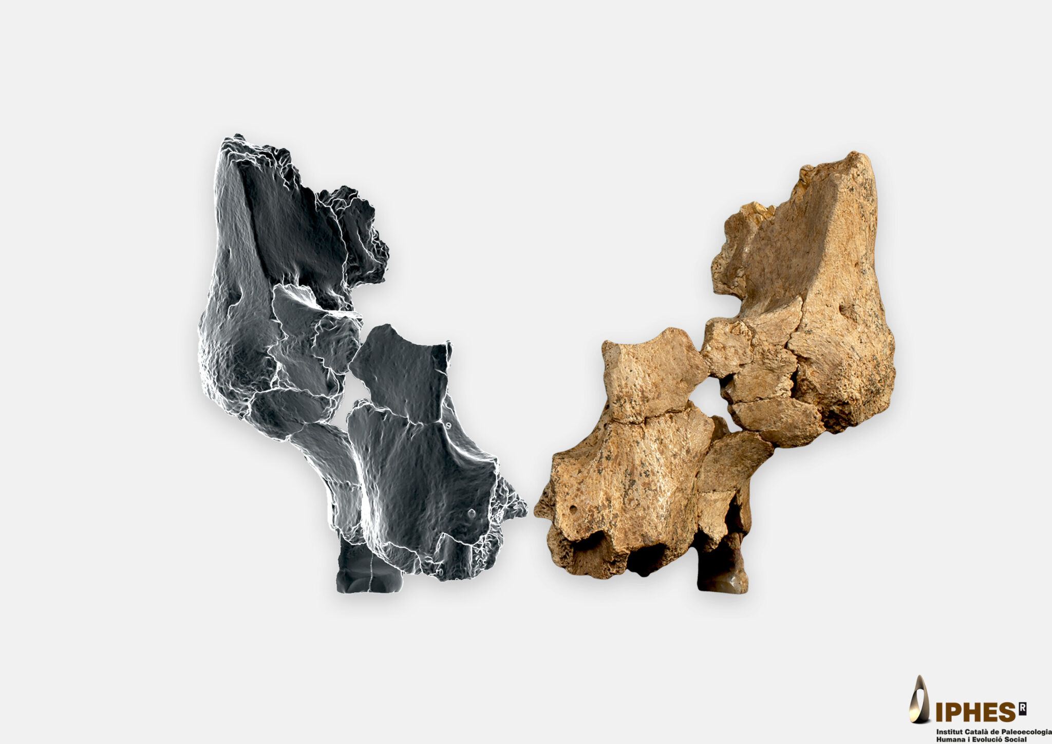 Cosesaurus 1.4 Million-Year-Old Human Fossil Found in Atapuerca, Spain