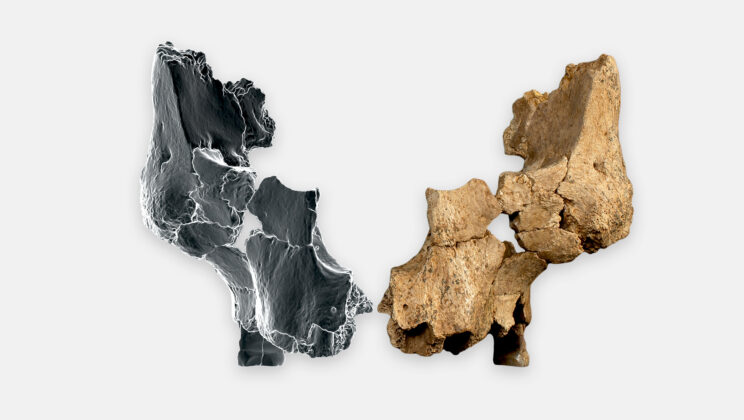 1.4 Million-Year-Old Human Fossil Found in Atapuerca, Spain
