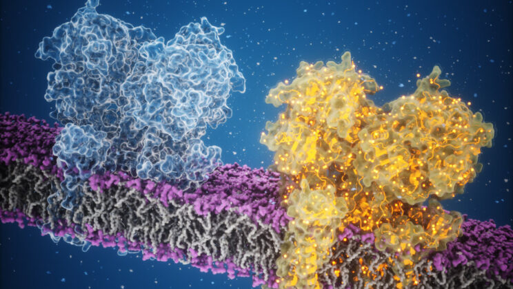 Cryo-EM Reveals How Glutamate Activates AMPA Receptors