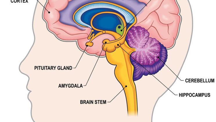 The Power of Your Brain: How Biology Shapes Intelligence