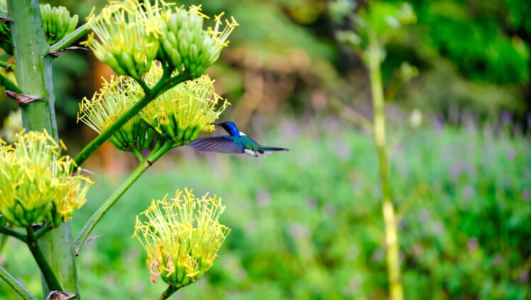 Why Do Hummingbirds Dress Like Males? Nature’s Clever Costume Game