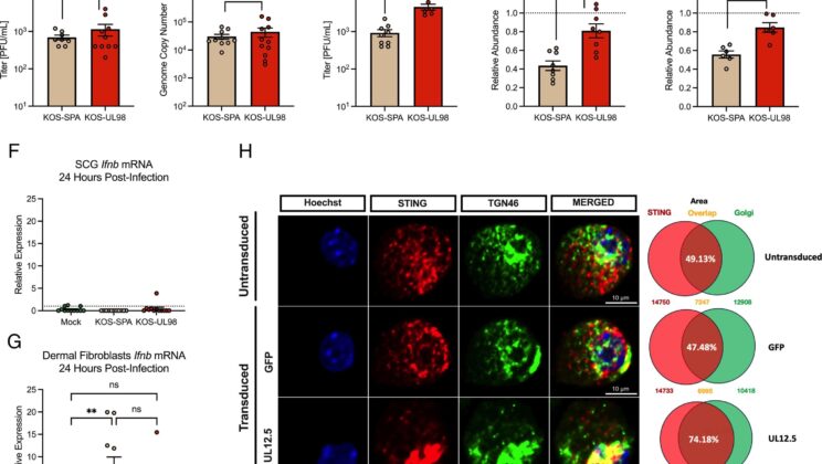 Study Reveals How Herpes Virus Uses Immune Response to Reactivate