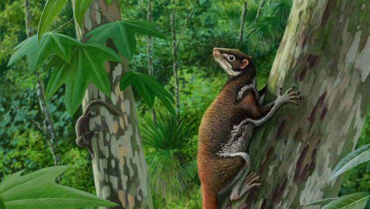 Complete Skeleton Solves 140-Year-Old Mystery of Mixodectes pungens