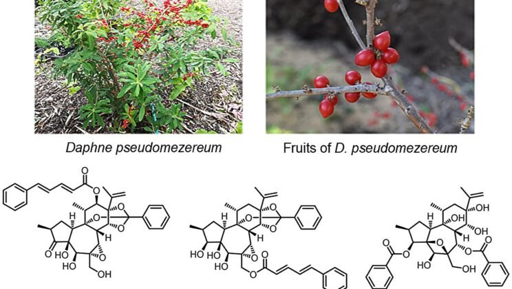 New Anti-HIV Compounds Discovered in Onishibari Plant