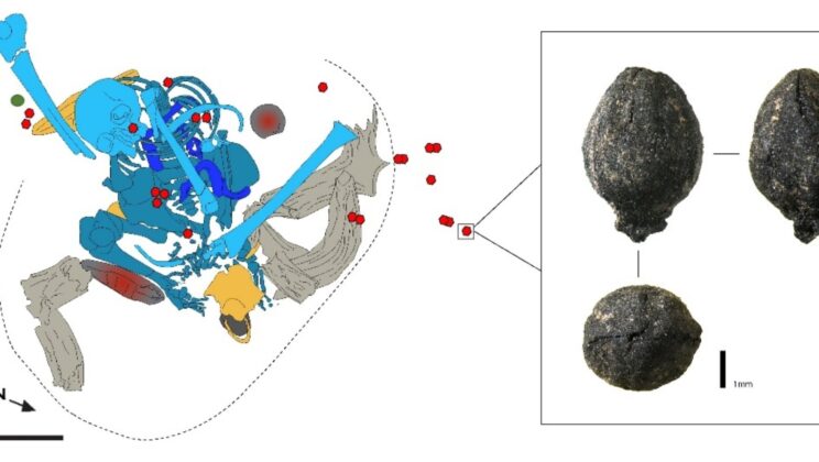 Earliest Evidence of Ephedra Use Found in 15,000-Year-Old Moroccan Burial