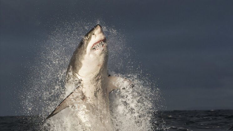 The Disappearance of Great White Sharks and Its Ecological Impact on False Bay