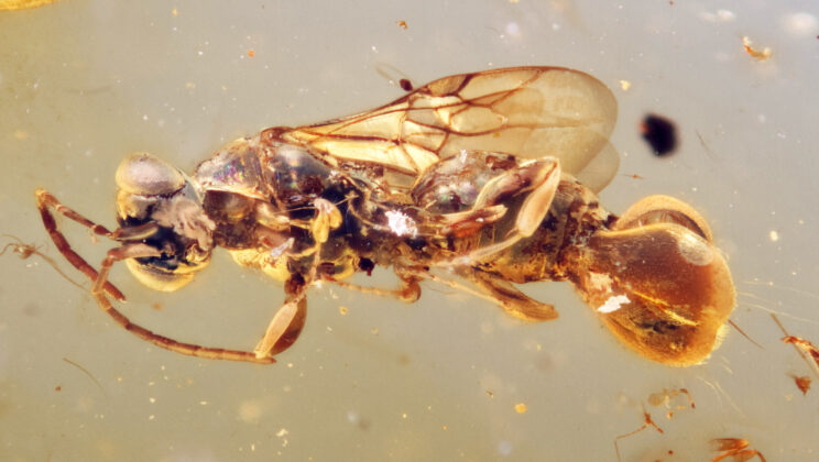 Ancient Parasitic Wasps with Venus Flytrap-Like Abdomens Discovered in Amber