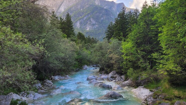 Why Do Plants Thrive in Some Places but Not Others?