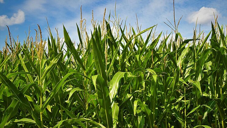 Study Reveals Insecticides Can Increase Weed Populations