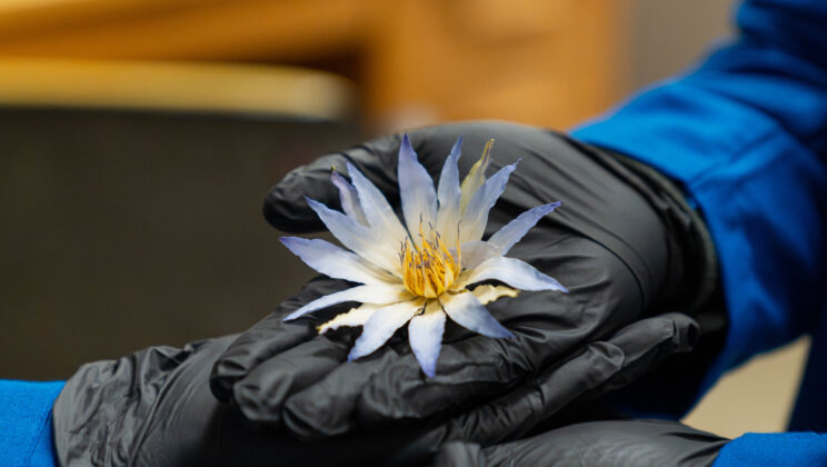 The Mysterious Blue Lotus: Ancient Egypt’s Sacred Flower, Rediscovered