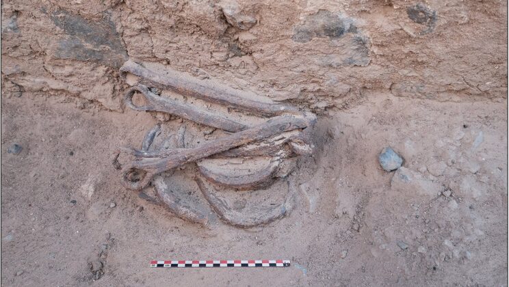 Shackles in the Sand: Unearthing the Harsh Truth of Ptolemaic Gold Mining in Ancient Egypt