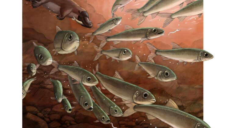 15-Million-Year-Old Fish Fossil Reveals Stunning Details of Ancient Australia