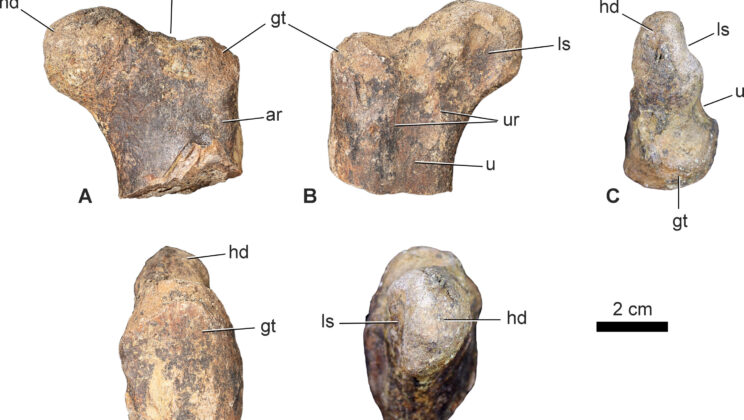 Oldest Cerapodan Dinosaur Discovered in Morocco