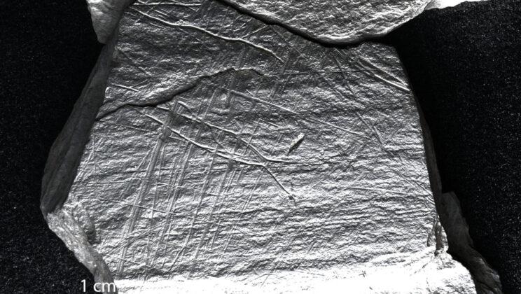 Gönnersdorf Discovery: Earliest Evidence of Ice Age Fishing Techniques