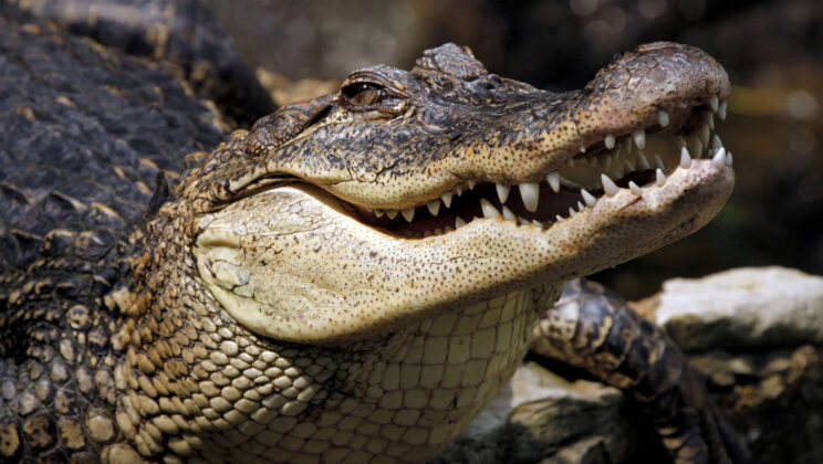 Cracking the Code of Nature’s Designs: How Mechanics, Not Just Genetics, Shape the Diversity of Life