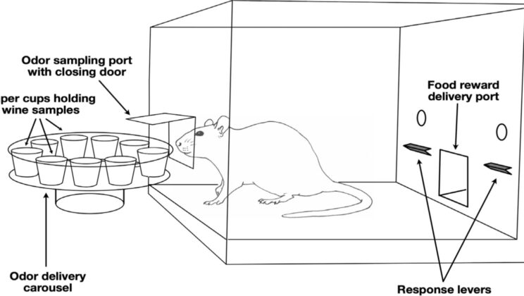 Rats Can Distinguish Between Riesling and Sauvignon Blanc Wines