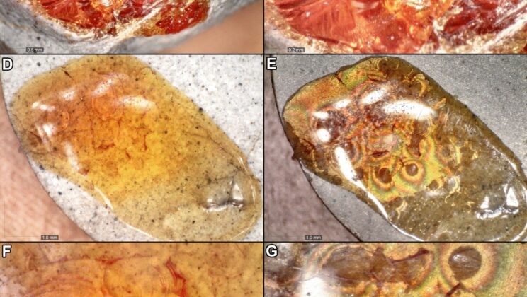 Unlocking the Secrets of Amber: Scientists Recreate Fossilized Tree Resin in the Lab