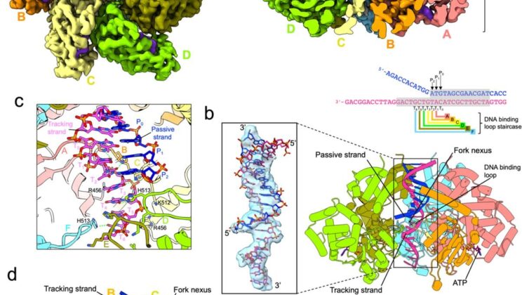 Scientists Witness the Exact Moment DNA Unwinds—Revealing the Nanomachine Powering Life Itself