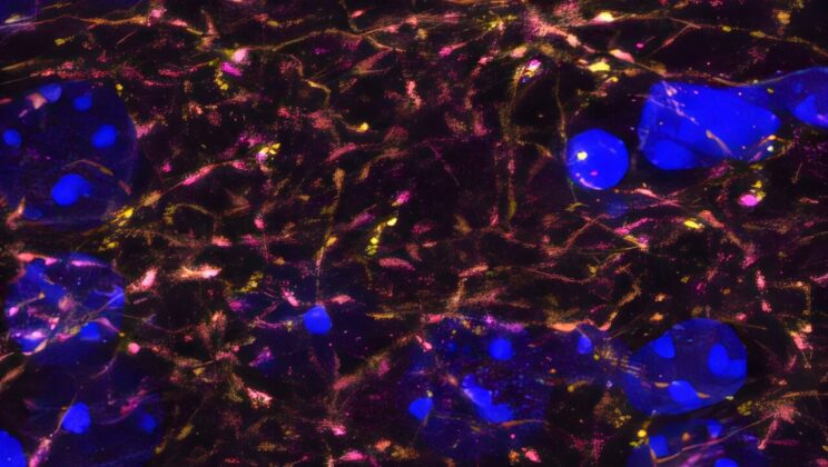 Understanding the Developing Brain: How Neural Circuits Shape Threat Responses