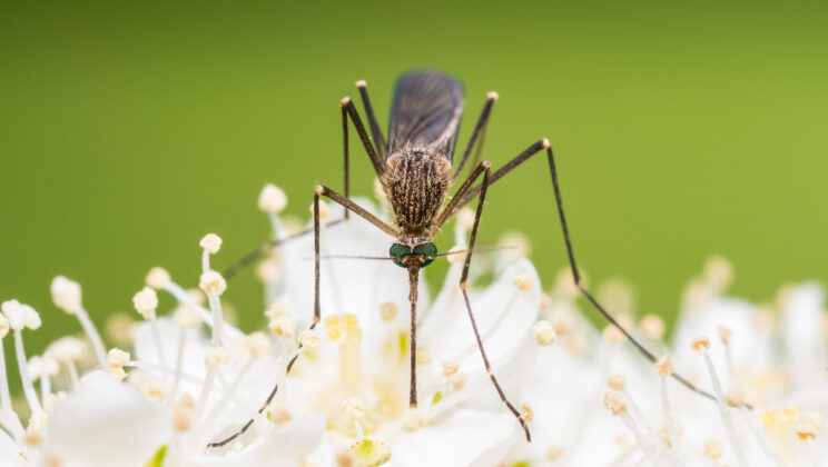 New Method Could Revolutionize the Fight Against Malaria and Other Mosquito-Borne Diseases