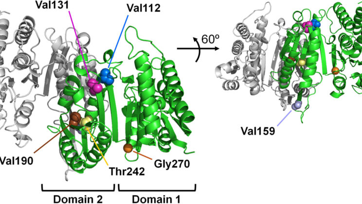 The Evolution of Enzymes: Adapting to Temperature Over Billions of Years