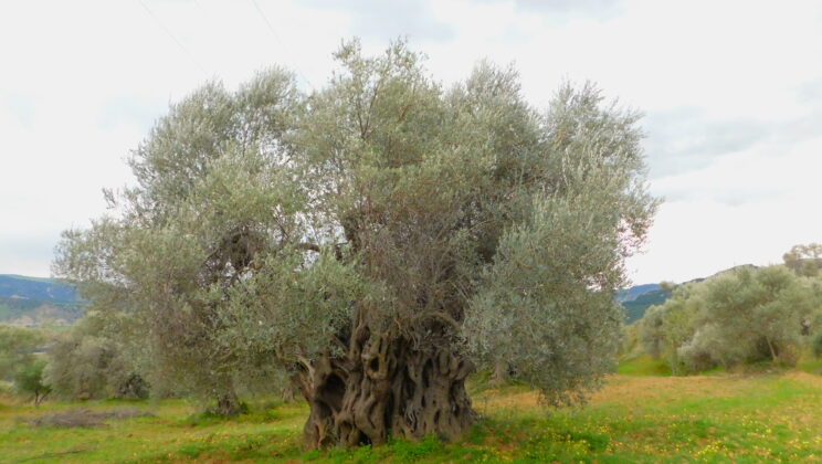 The Remarkable Journey of the Olive Tree: A 3,700-Year Legacy of Human Influence