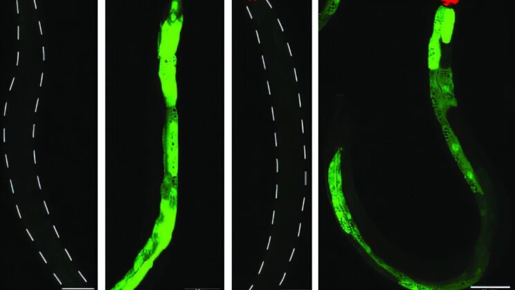 The Risk-Takers and the Cautious: What Worms Teach Us About the Sexes—And Ourselves