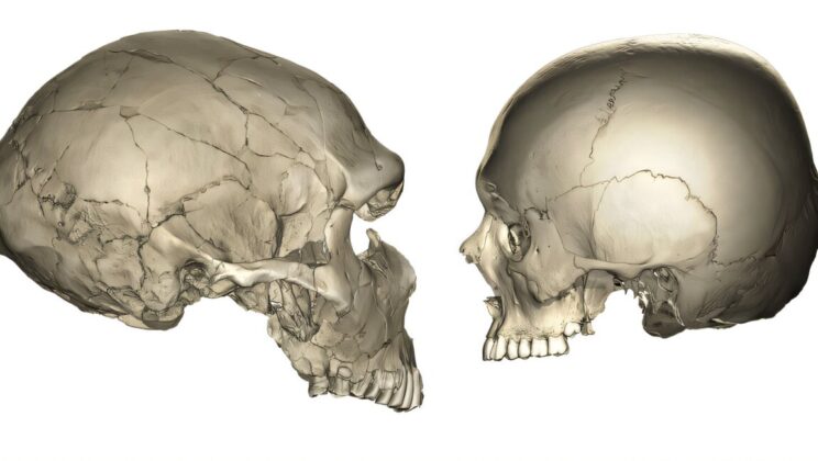 The Evolution of the Human Face: Why It Became Smaller and More Delicate