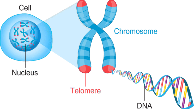 How Genes Influence Your Behavior