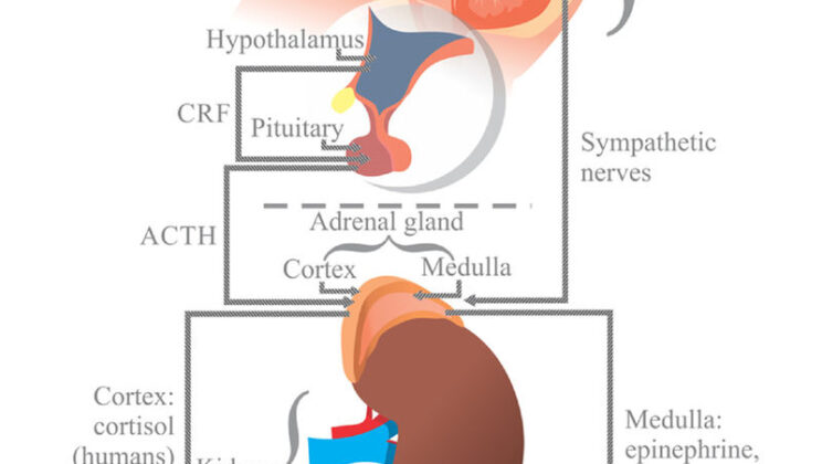 The Biology of Stress: Why You Snap