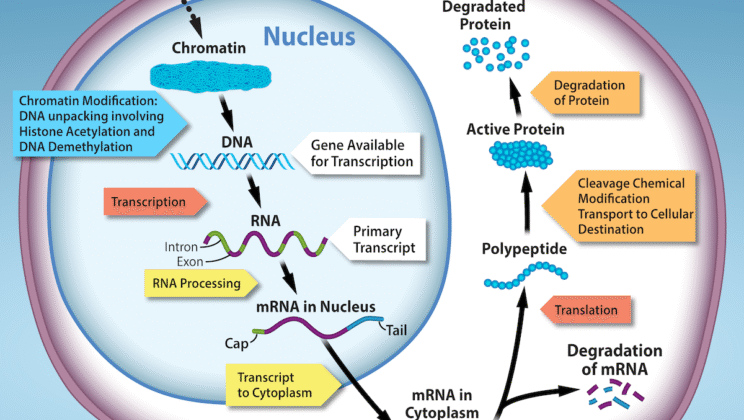 What is Gene Expression and Why It Matters for Life