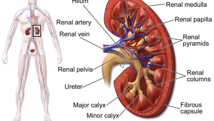 What is the Role of the Kidney in Filtration?