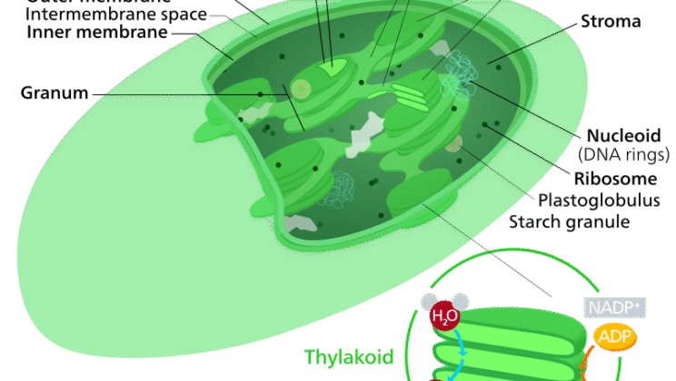 What is a Chloroplast? The Complete Guide to Nature’s Solar Powerhouse