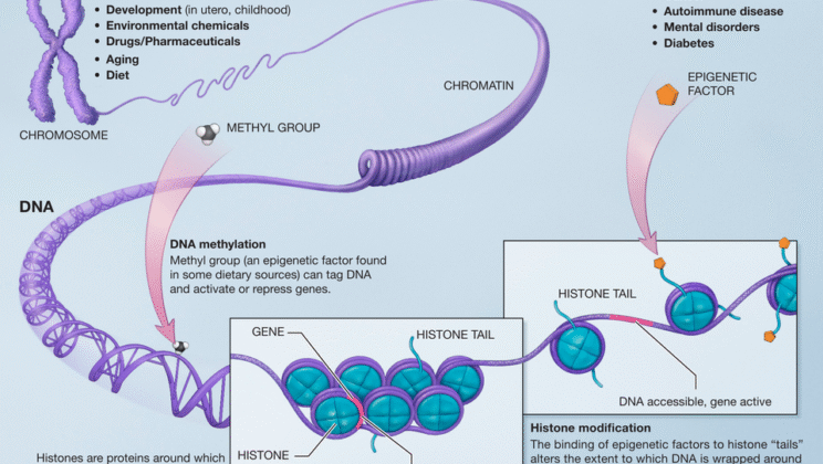 What is Epigenetics? Unlocking the Code Beyond DNA