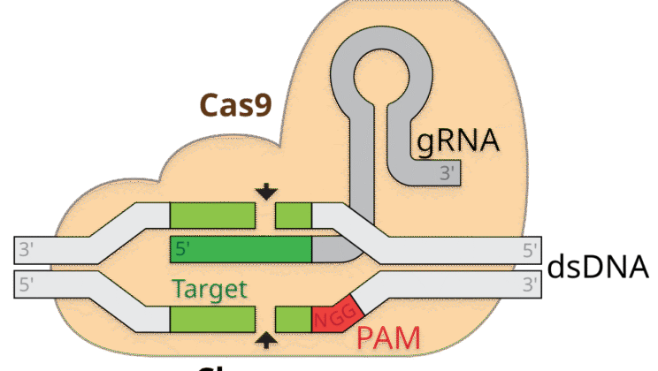CRISPR Explained: Gene Editing and the Future of Medicine