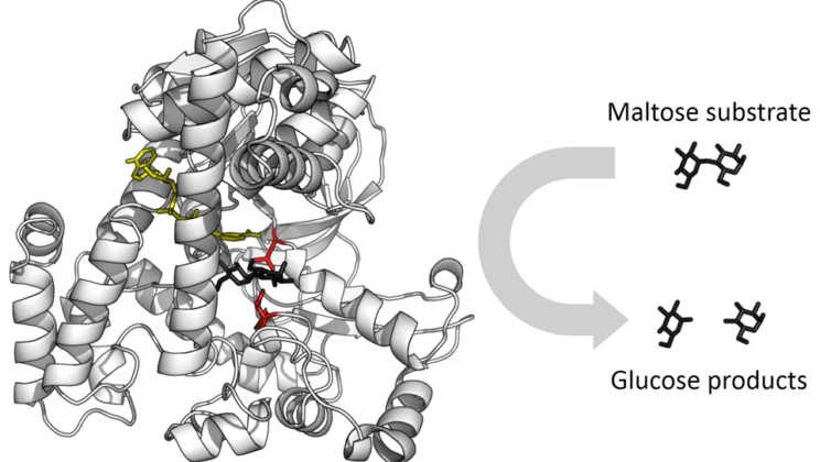 What Are Enzymes and Why Are They Essential for Life?