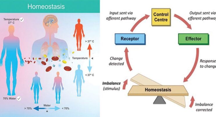What is Homeostasis and Why It Is Vital for Life