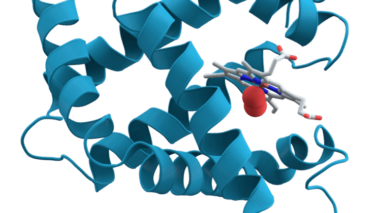 What is a Protein? Exploring Its Structure, Function, and Importance in Biology